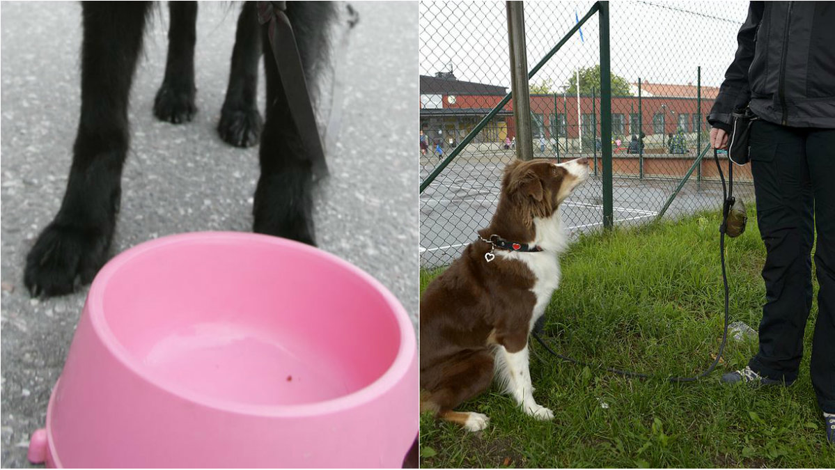 En man i Linköping lämnade sin hund fastbunden när han skulle på semester. (hunden på bilden har inget med händelsen att göra) 