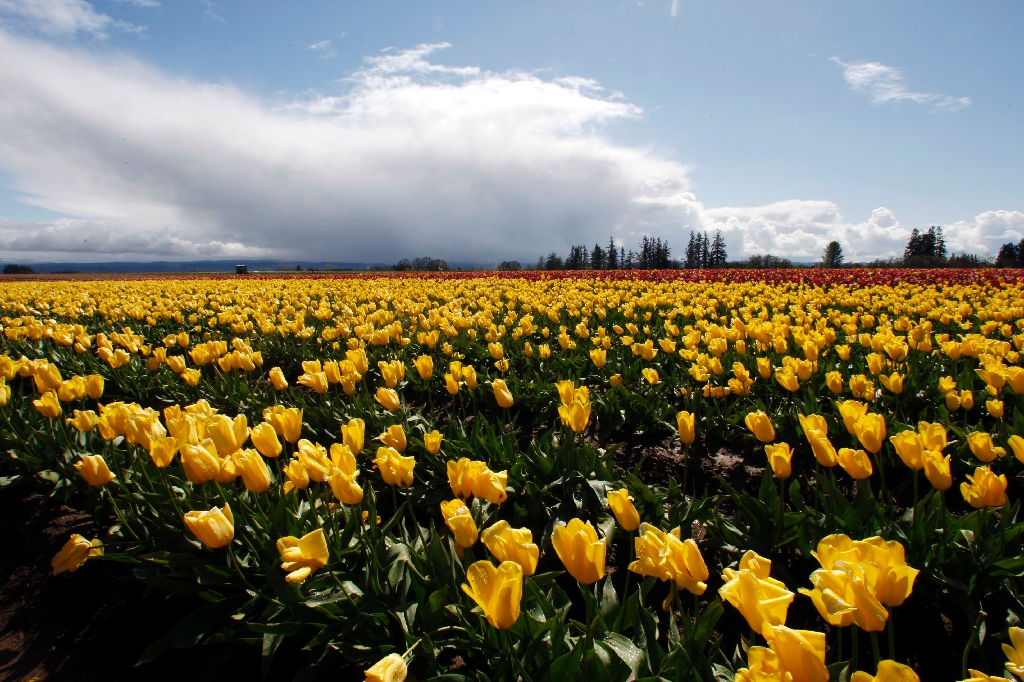 22. Nederländerna. Tulpanernas hemland tar gärna emot gäster.