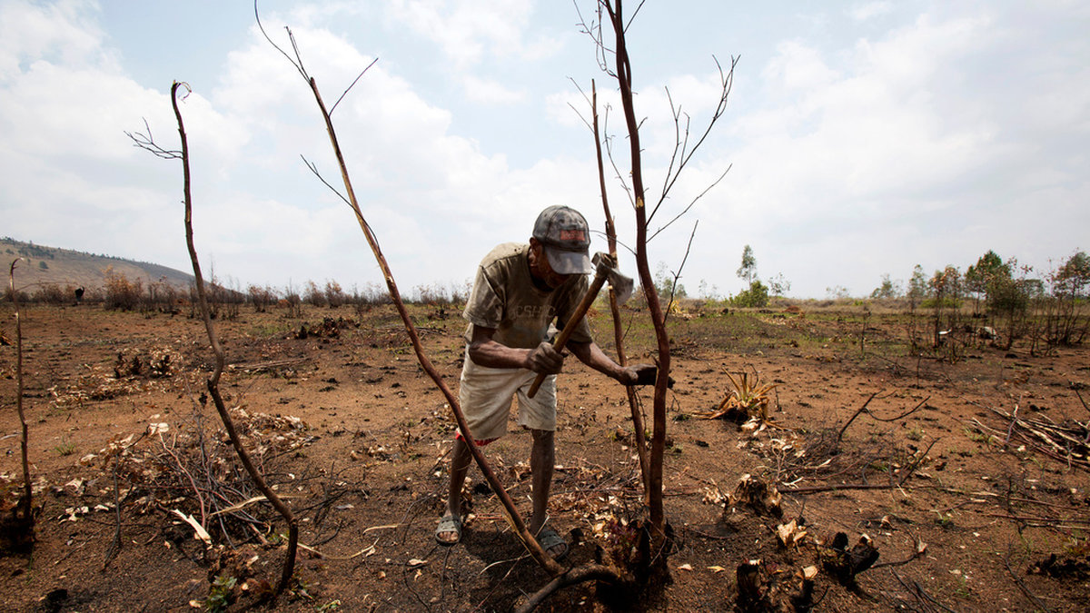 En bonde hugger ner vad som återstår av ett träd i Ankazobe på Madagaskar i november. Delar av skogen har bränts ner för att ge plats åt jordbruk. Arkivbild.
