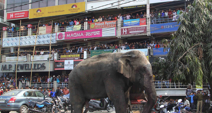 Elefant, Kaos, Indien