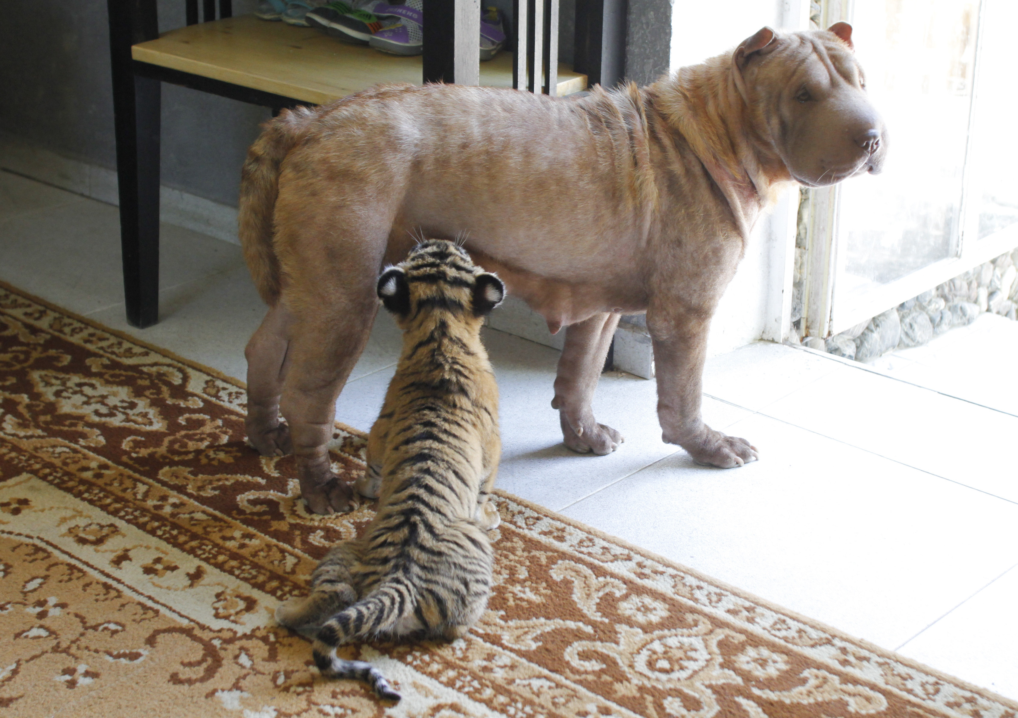 Hund stannar till i dörröppning för att dia sin tigerunge lite. 