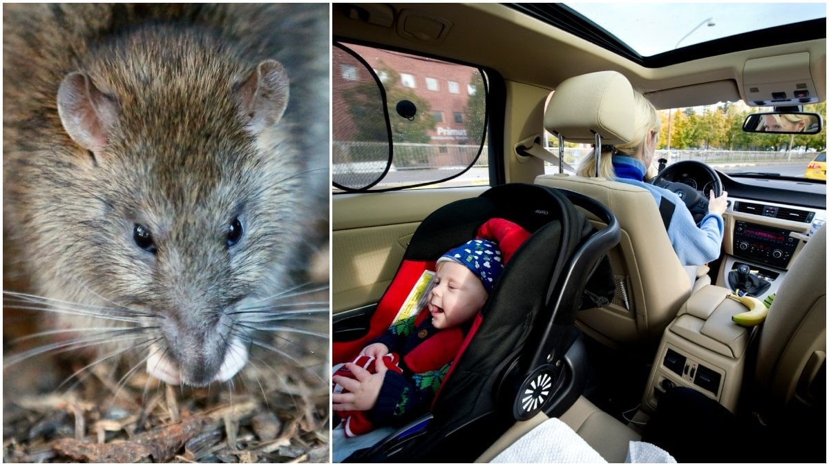Råttor kan ta sig in i din bil.