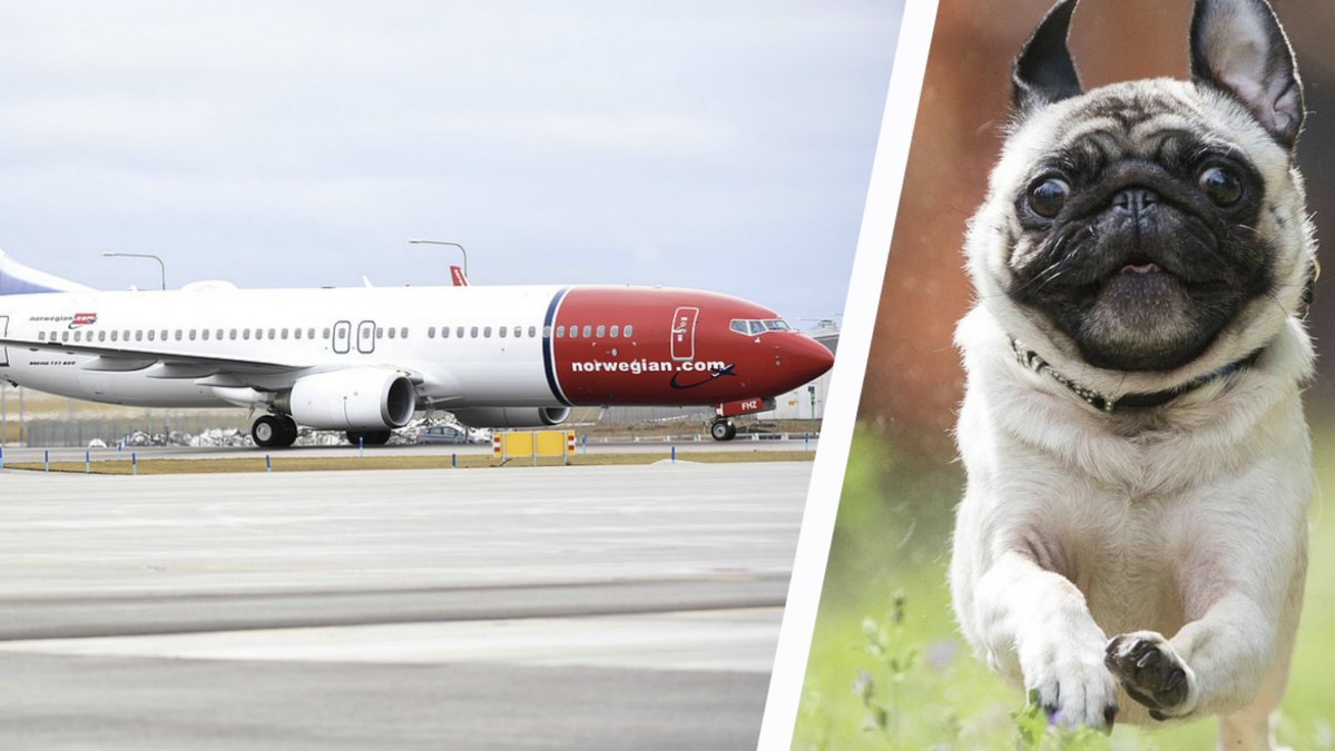 Norwegian kommer nu att tillåta trubbnosiga hundar och katter på deras flygplan – under vissa förutsättningar.
