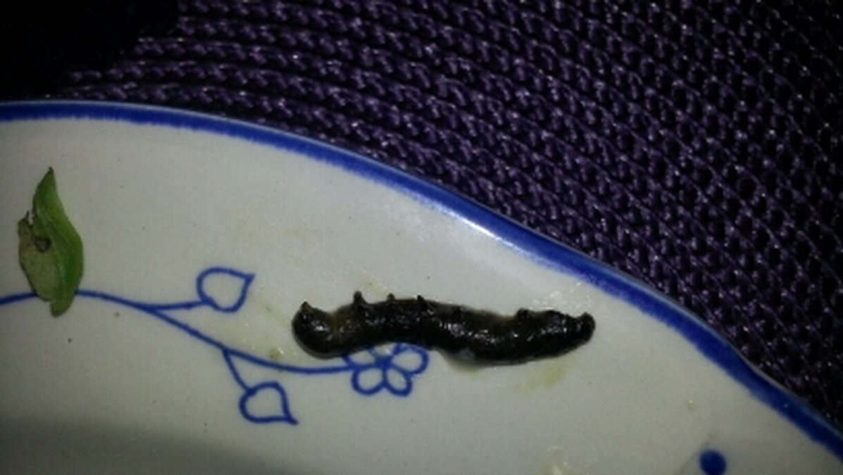 Den här larven fanns i Coops färdigsköljda sallad.