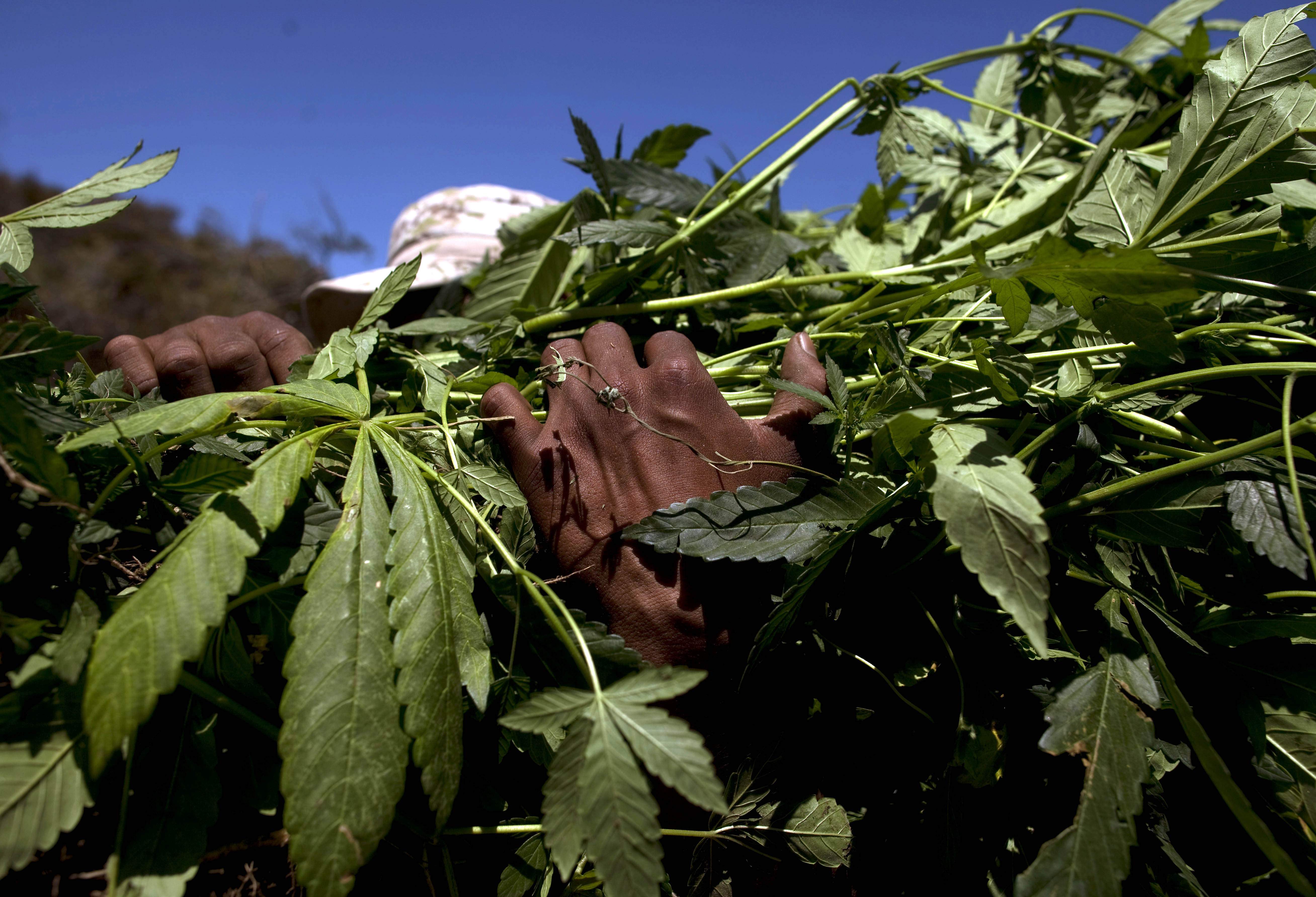 Mexikanska narkotikarteller har upprättat allt fler illegala odlingar i den amerikanska delstaten. 