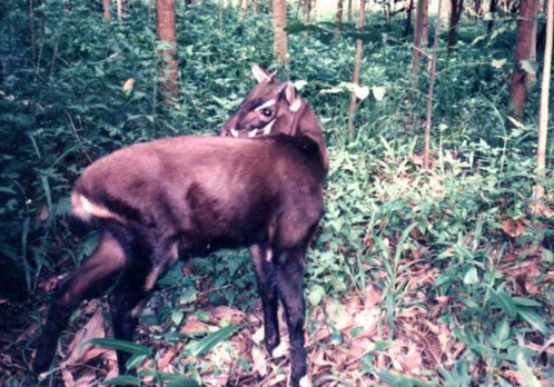 Vietnamantilop i skogen Vietnamantilop i skogen
