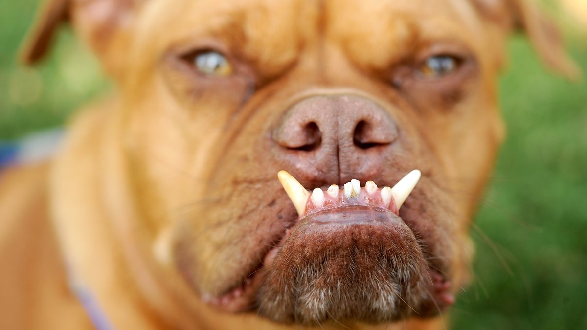 Det här är Pabst. Han tycker om att visa sina tänder.