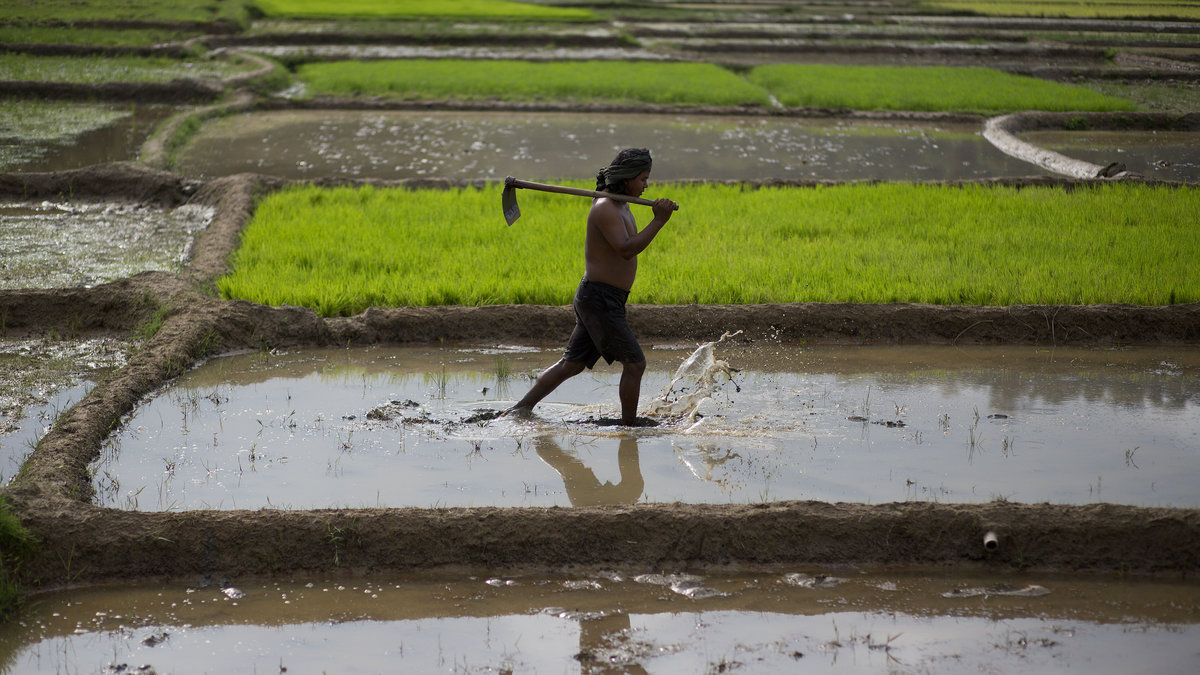 Man vet dock fortfarande inte hur det nya riset påverkar marken det växer ur.