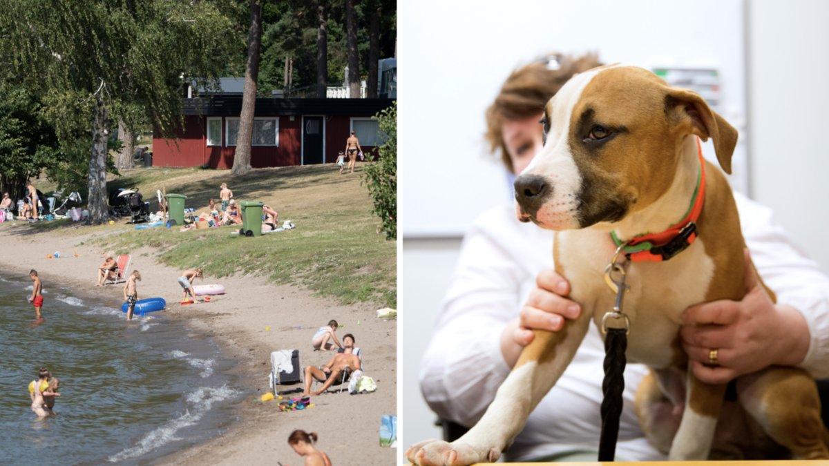 Sexårig pojke ska ha blivit attackerad av hund på strand i Karlskoga