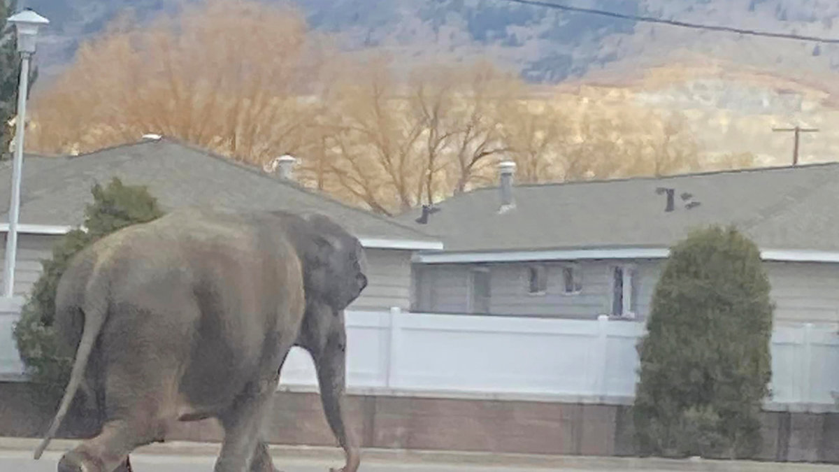 Den förrymda elefanten korsar en väg i staden Butte i Montana.