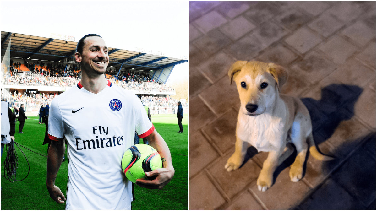 Arsenal, Santi Cazorla, Nacho Monreal, Hund, Zlatan Ibrahimovic