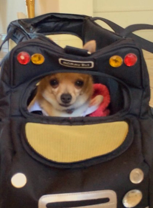 Paris Hilton förevigade sin lilla hund! Paris Hilton förevigade sin lilla hund!