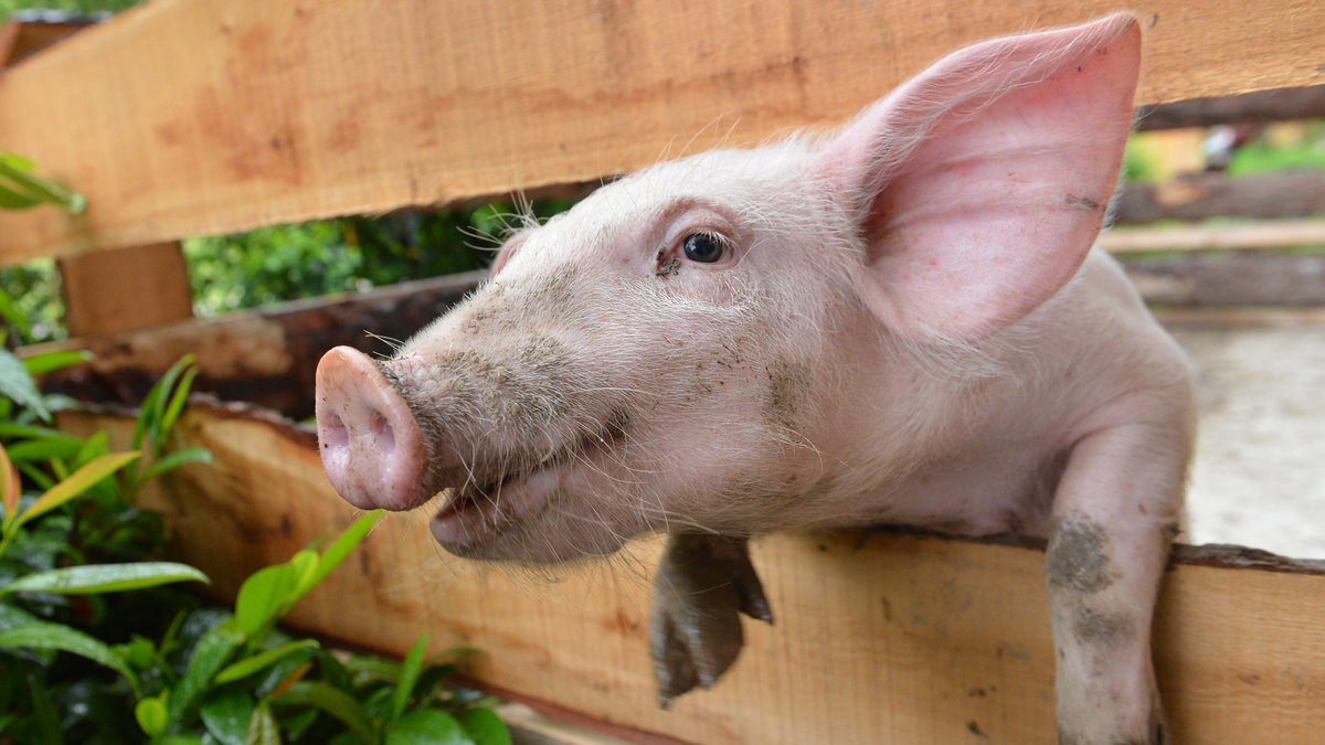 National Pig Association varnar för att det kan bli brist på griskött år 2013.