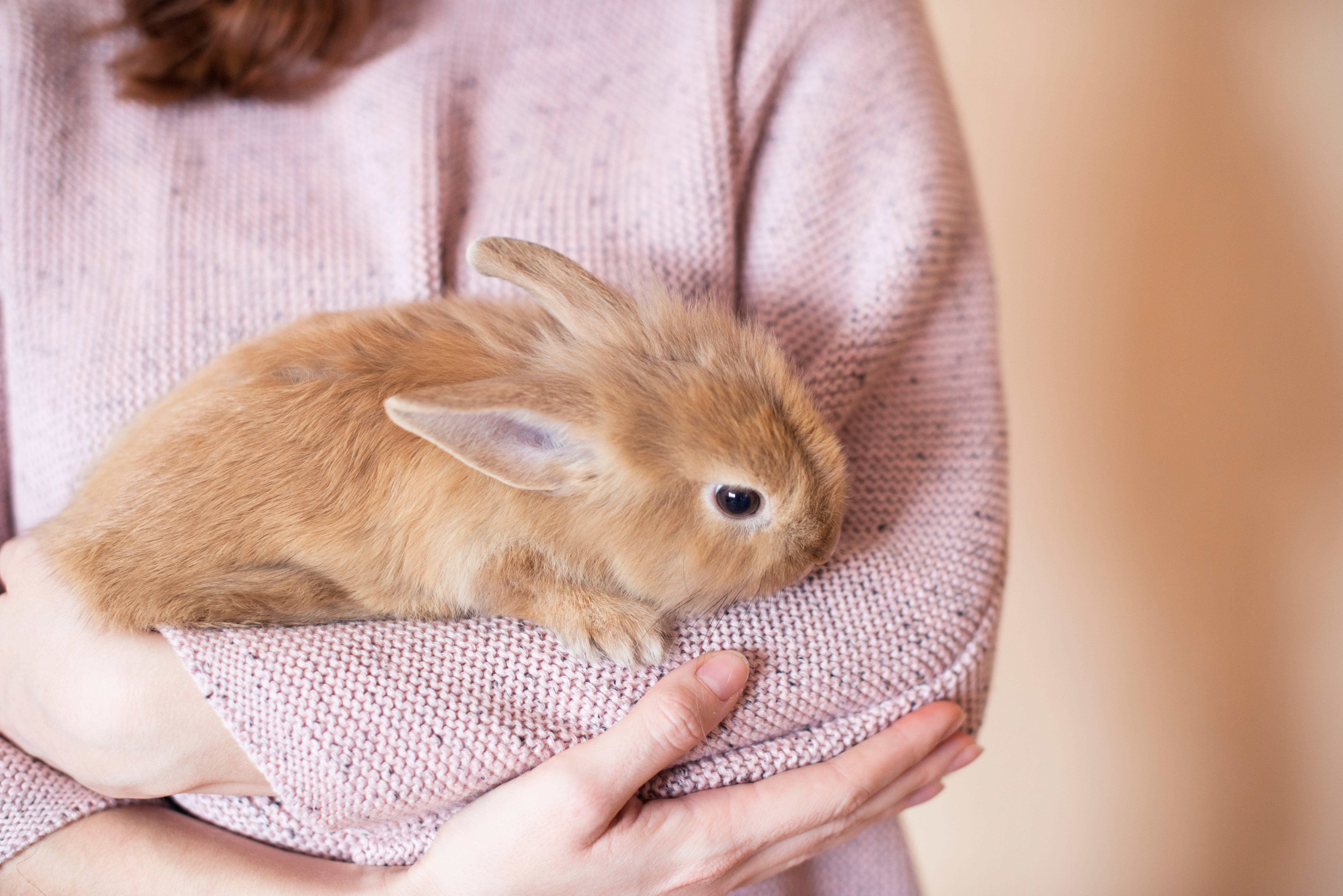 Hyr en fluffig vän! Bildkälla: Shutterstock Hyr en fluffig vän! Bildkälla: Shutterstock