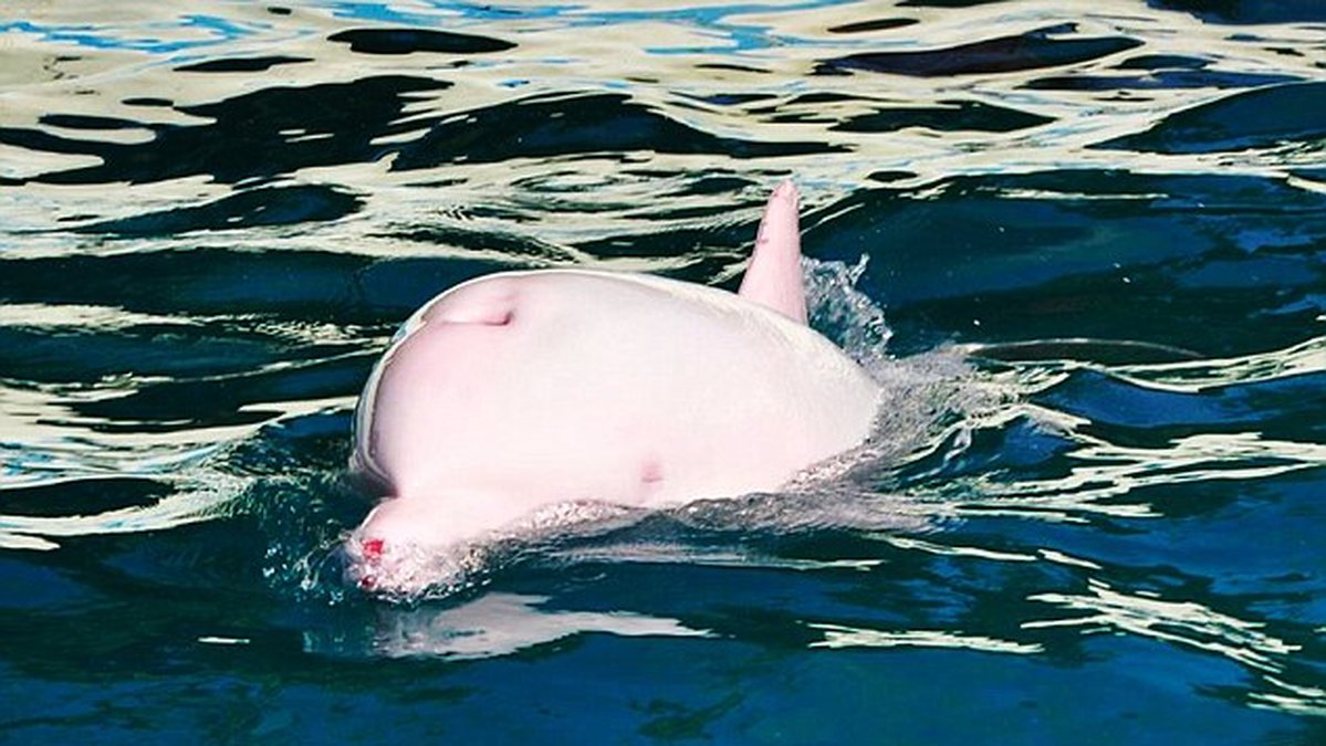 Den rosa delfinen är vit när den inte "rodnar". 