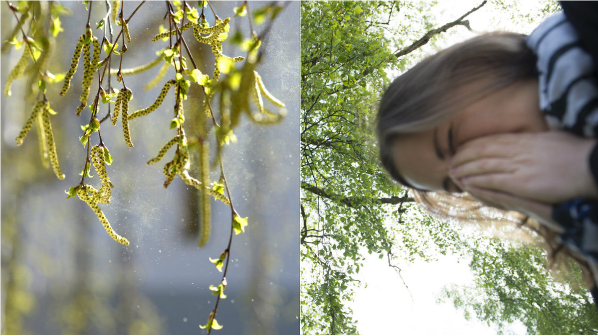 Pollen på ett träd och en tjej som nyser