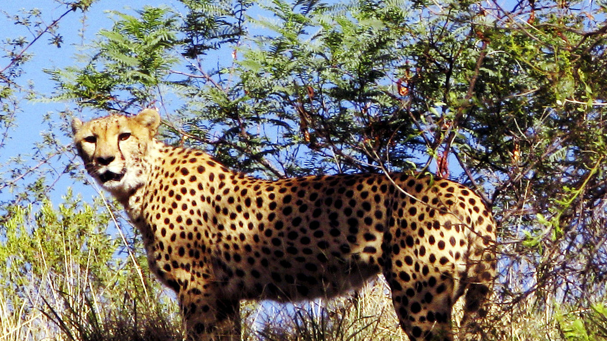 Tolv geparder från Sydafrika ska flytta till Indien i februari i ett försök att återinföra kattdjuret i Indien. Arkivbild.