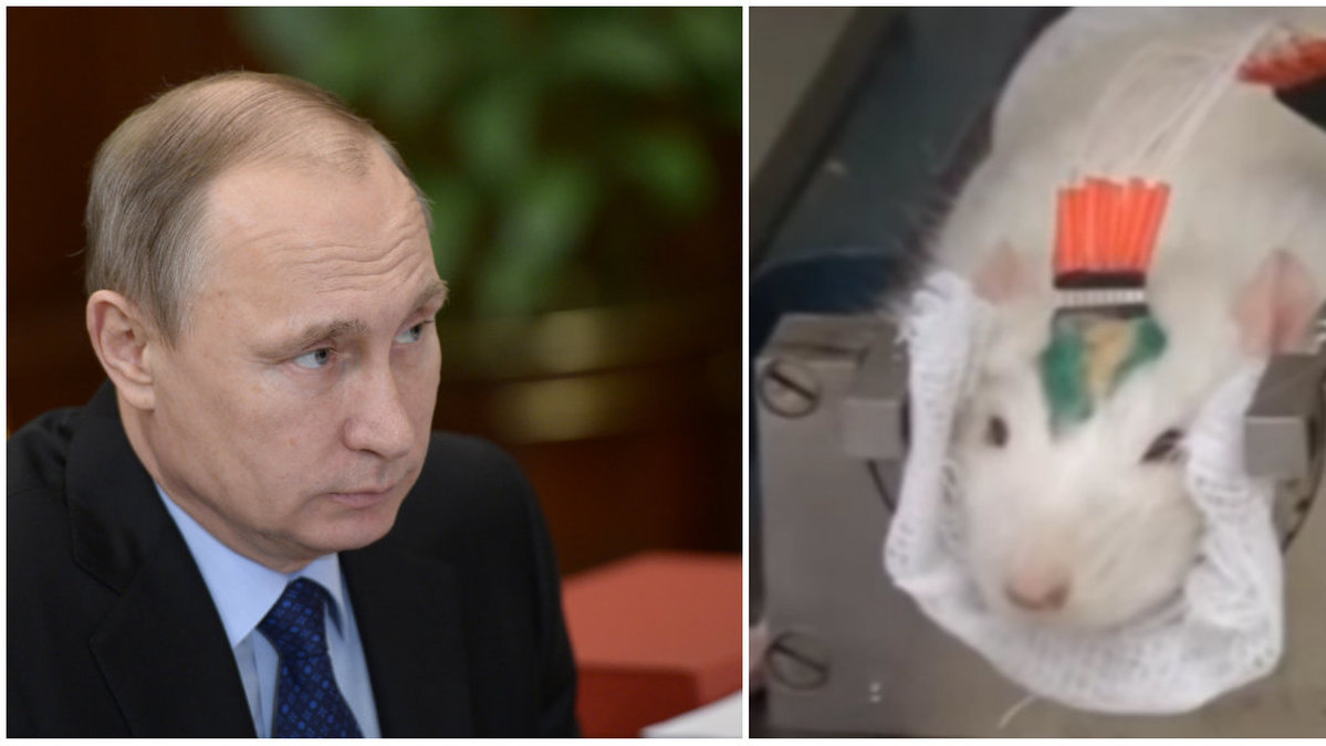 I Ryssland forskas det med råttor i kampen mot terrorism. Kanske inte är Putins order, men...