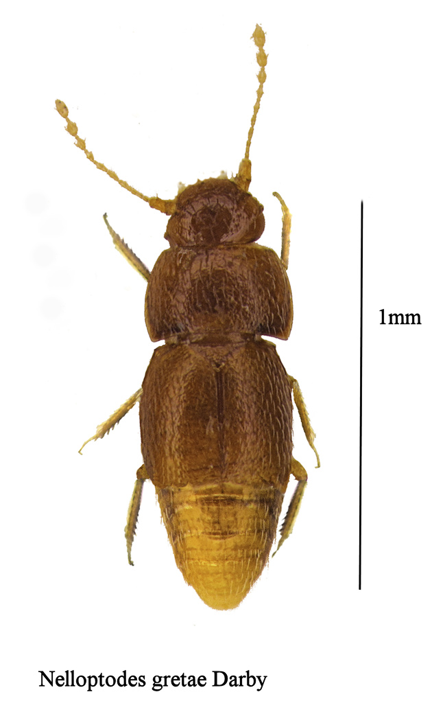 Nelloptodes gretae Darby Nelloptodes gretae Darby