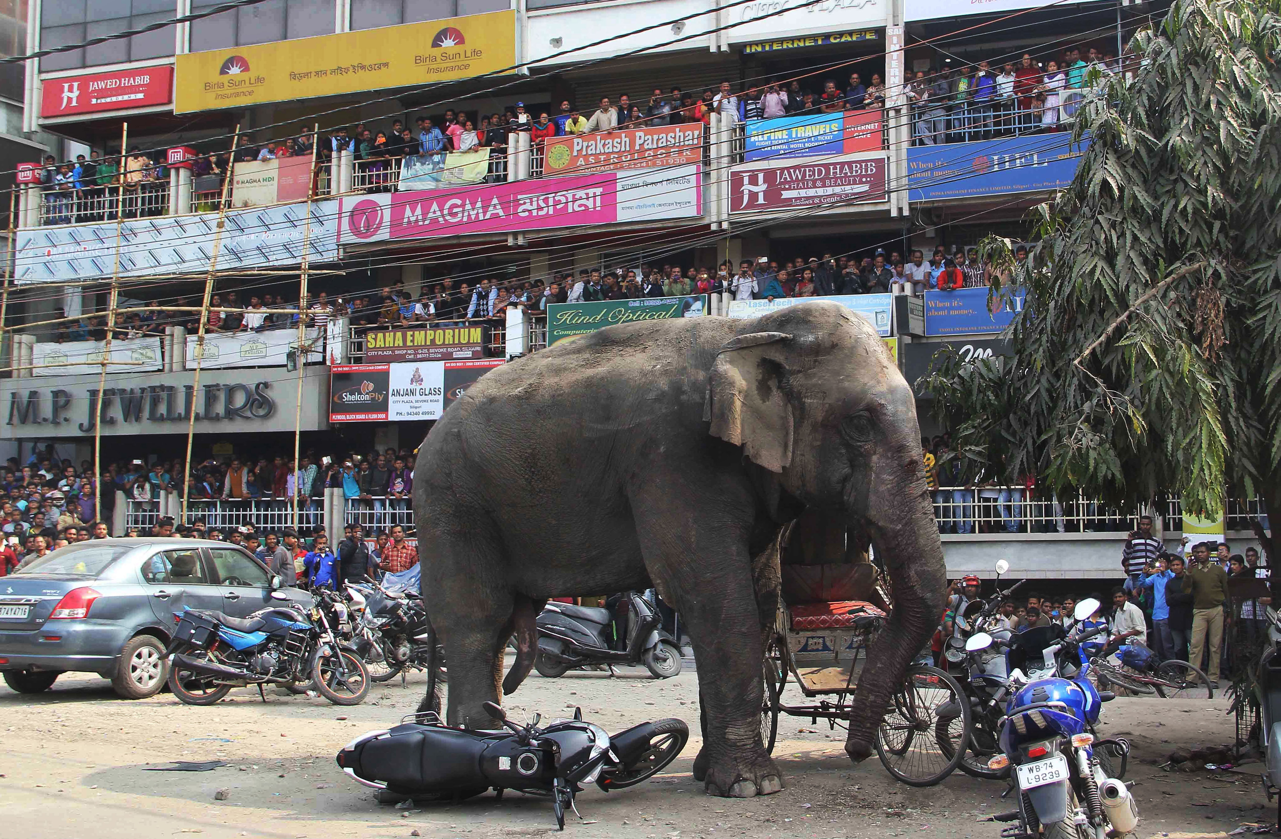 Kaos, Elefant, Indien