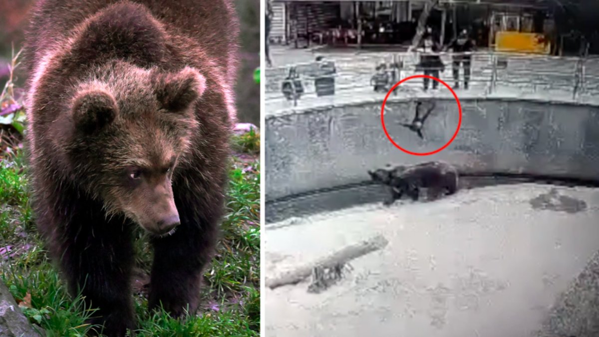 Här tappar mamman sitt barn – rakt ner i björnarnas inhängnad