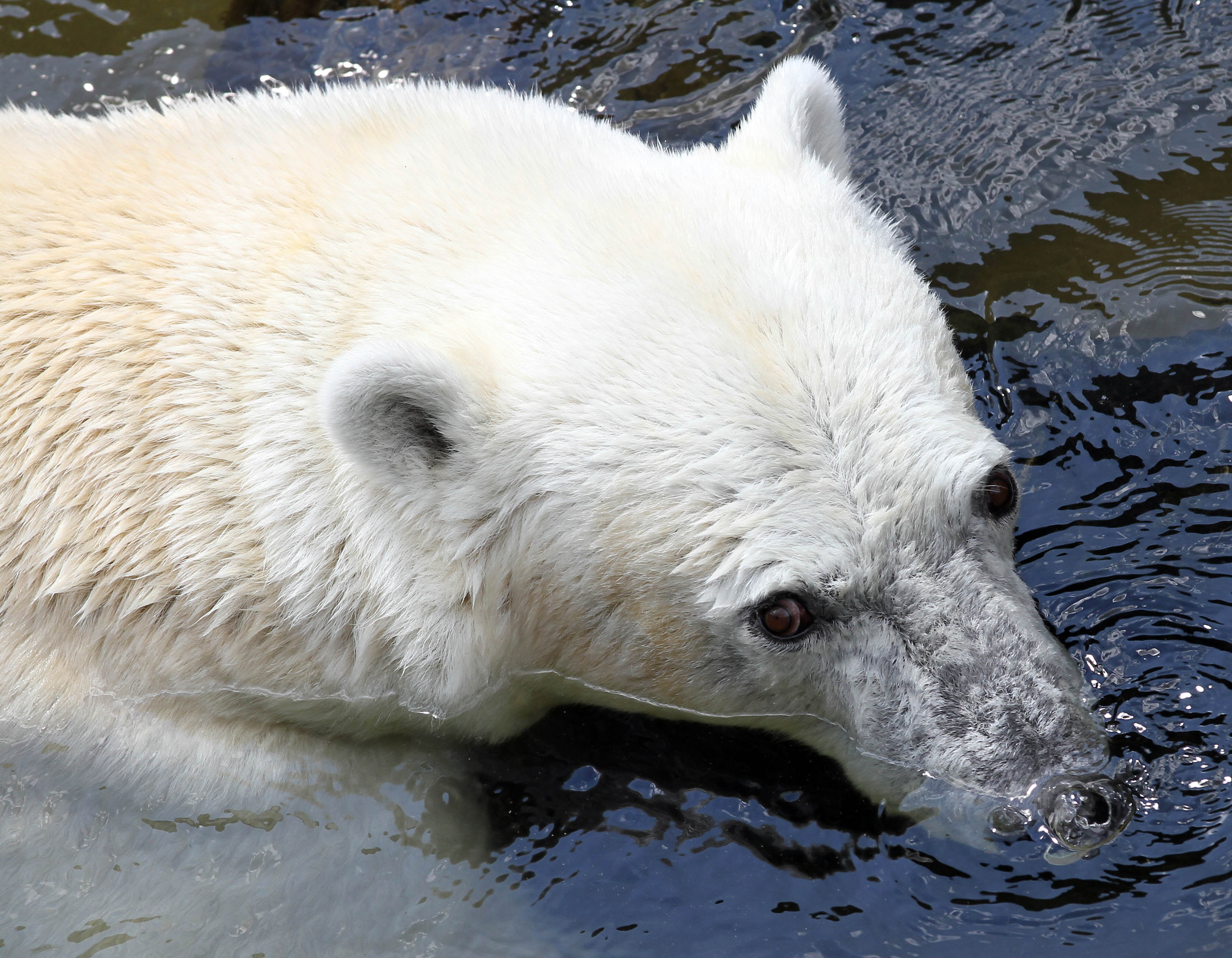 Isbjörn, Attack, Svalbard