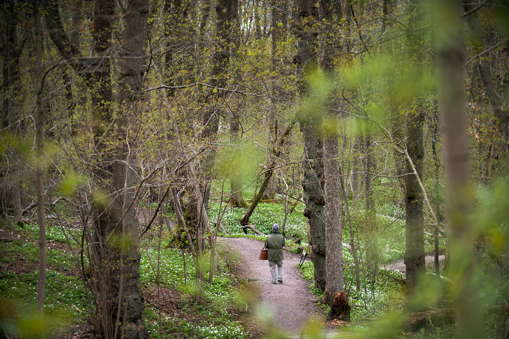 6. Undvik att promenera i skogen i dag. Om du har otur kan du gå vilse eller få ett träd över dig.