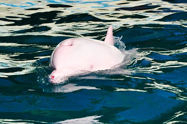 Den rosa delfinen är vit när den inte "rodnar". 
