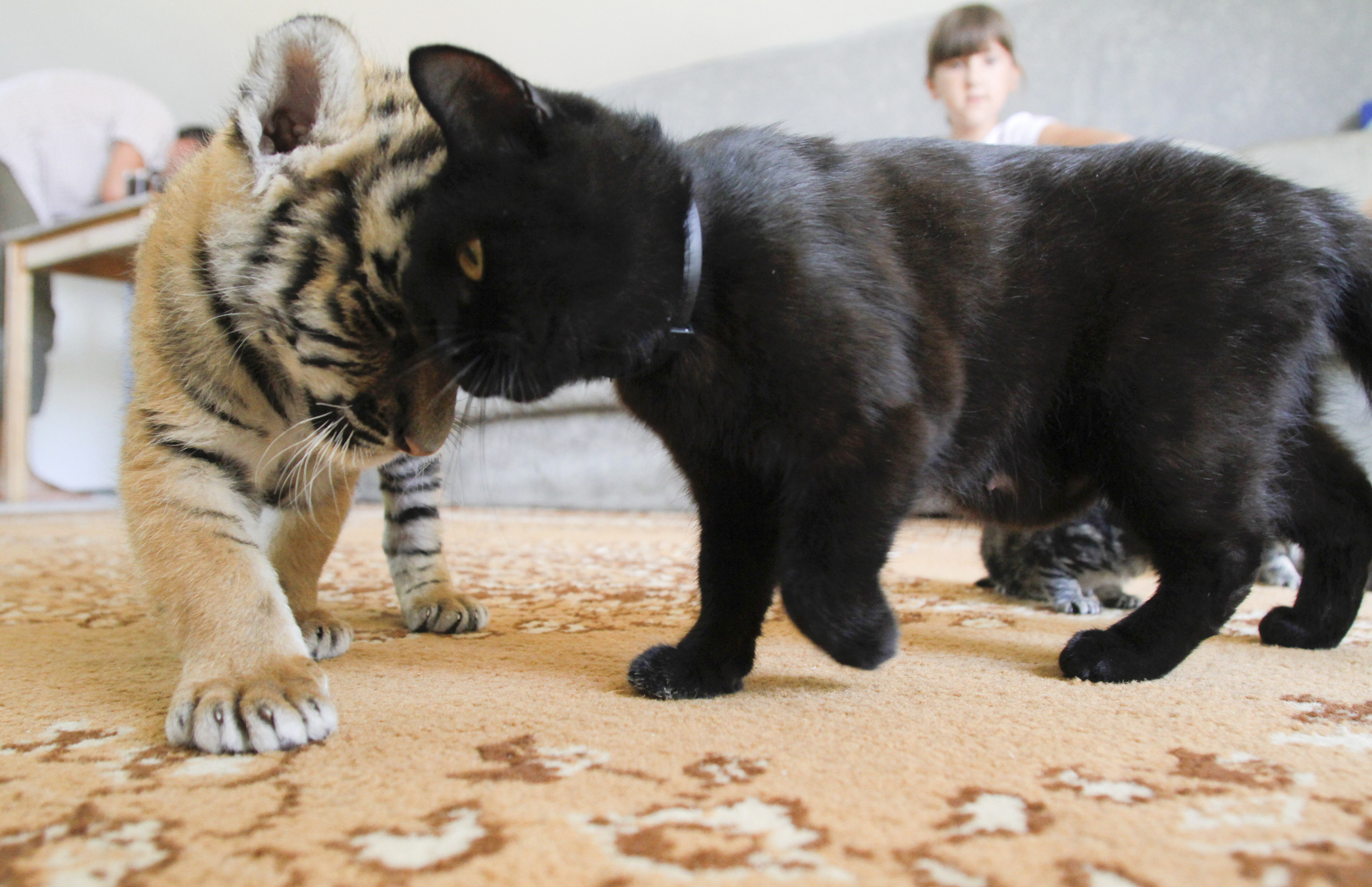Tigerunge och kattunge, nästan samma. 