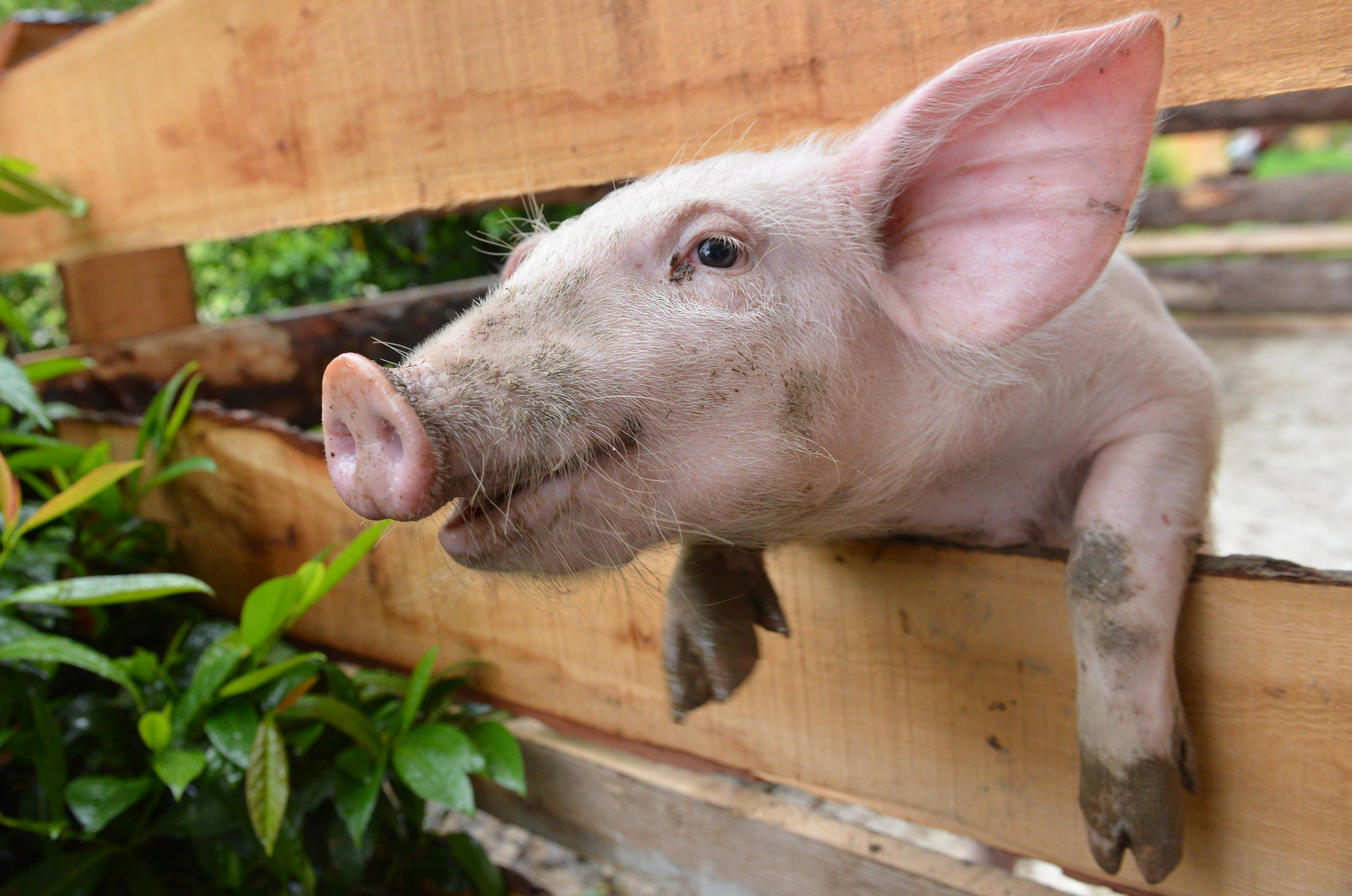 National Pig Association varnar för att det kan bli brist på griskött år 2013.