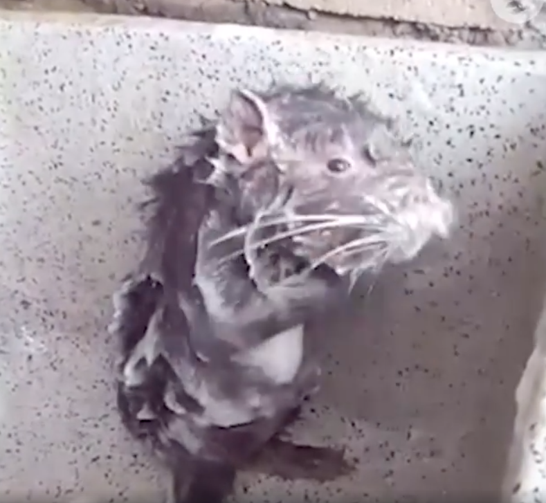 Shower rat har tagit internet med storm Shower rat har tagit internet med storm