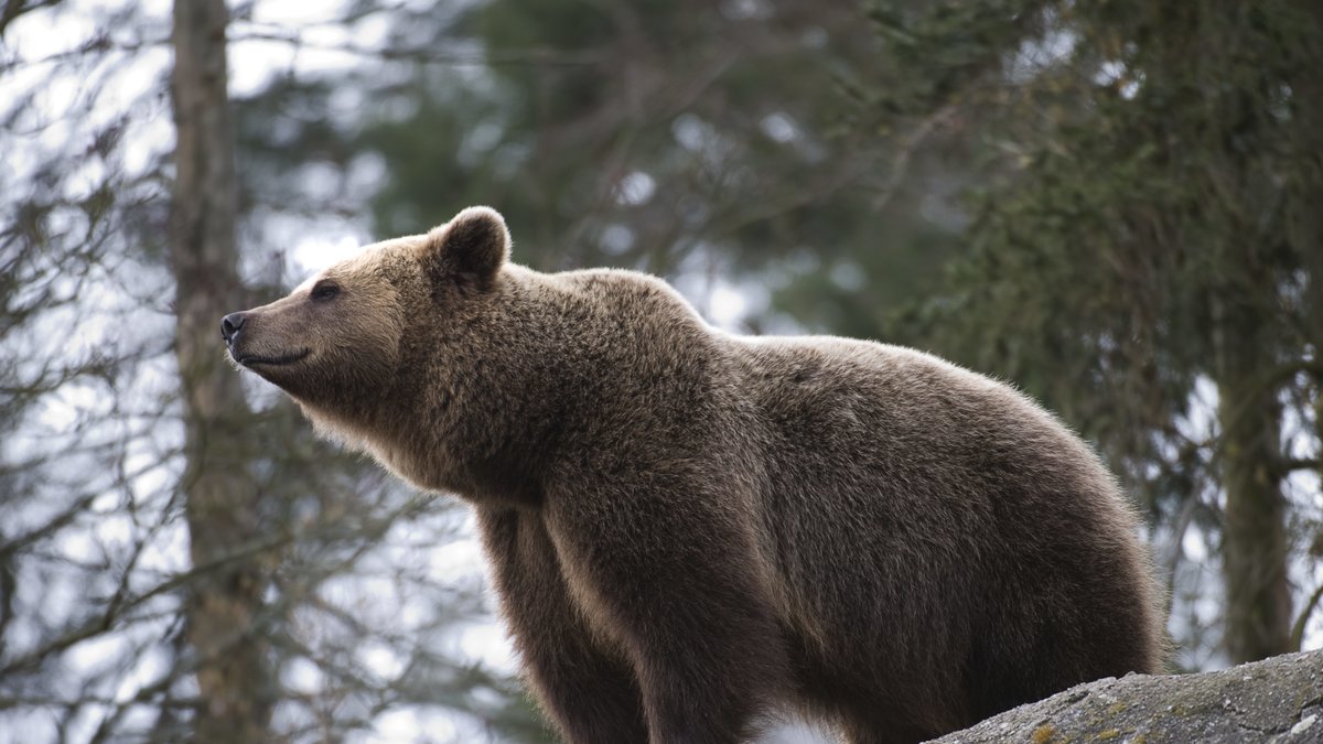 Björnen på bilden bor på Skansen, och har alltså ingenting med artikeln att göra... förutom att hen är en björn då. 