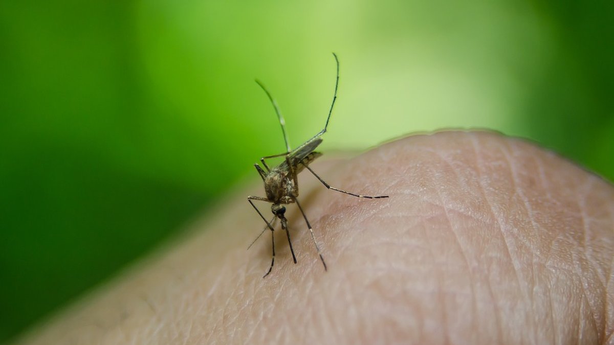 Vilket inte gynnar myggor, som behöver fukt för att utvecklas. 
