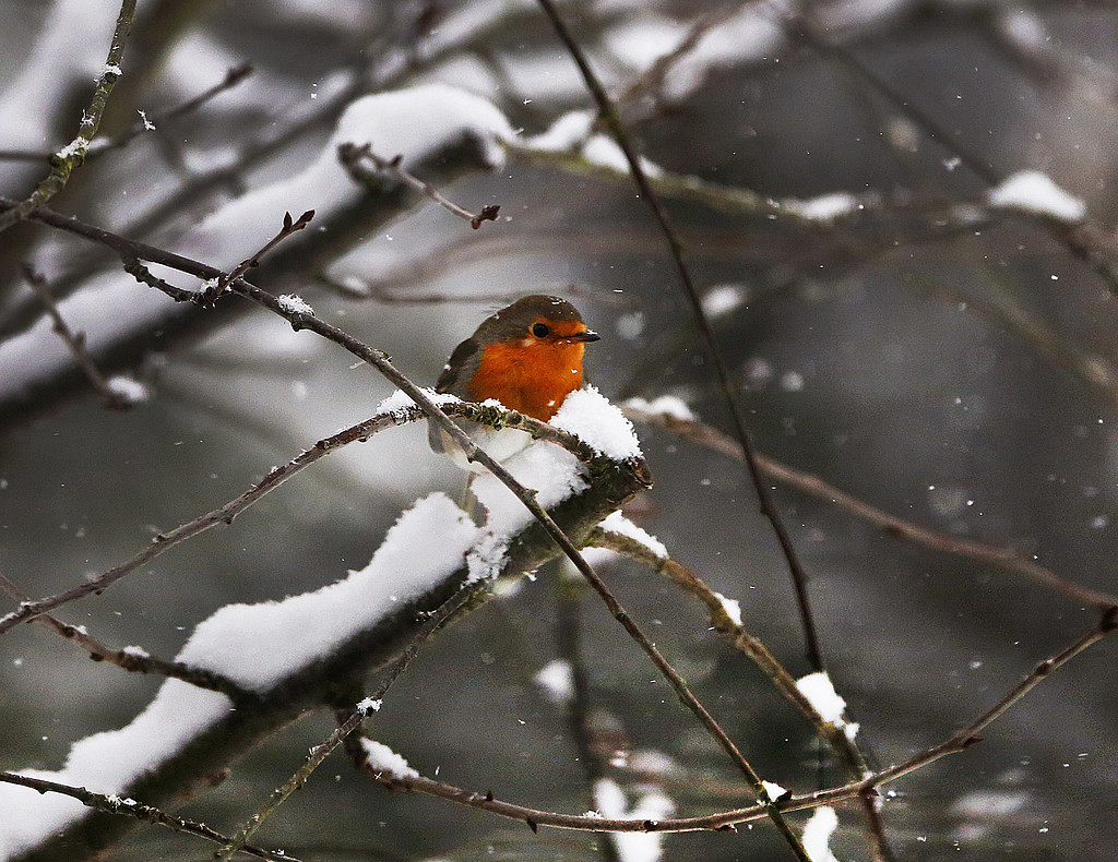 Snöväder Snöväder