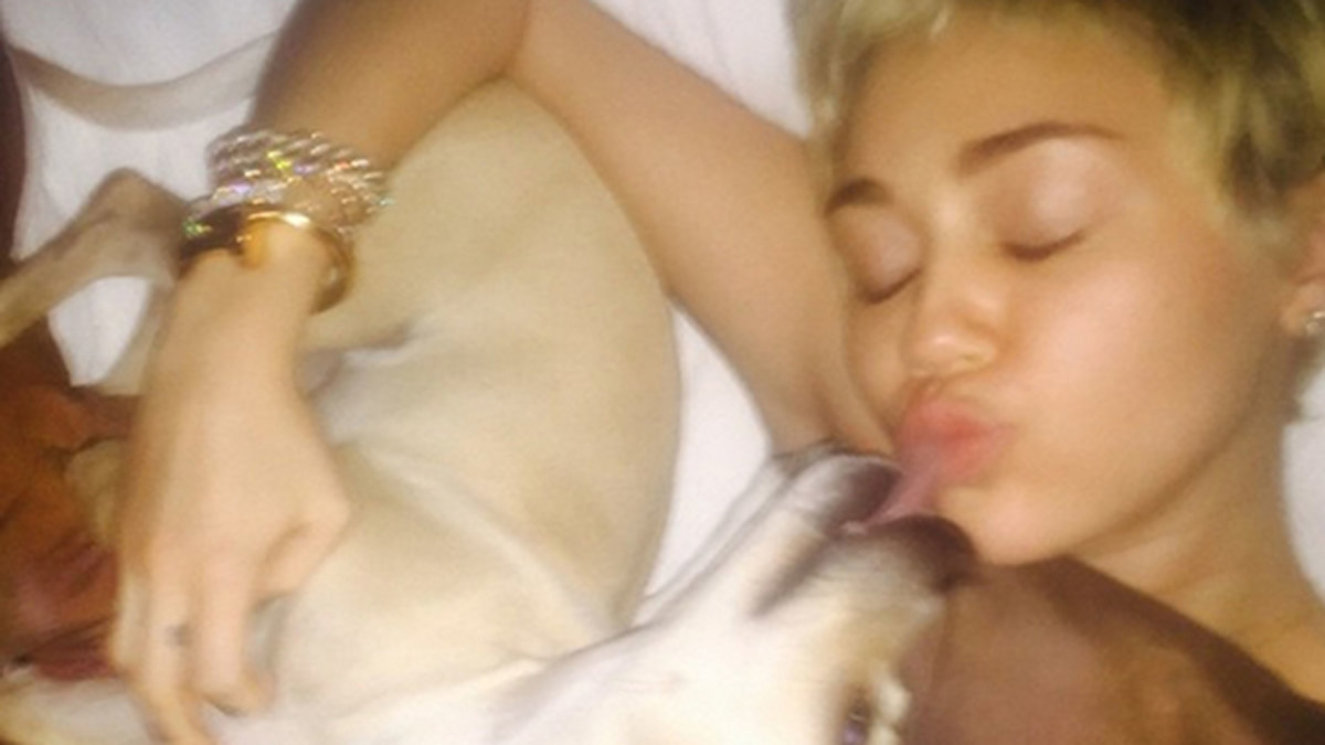 Miley gosar med sina hundar. 