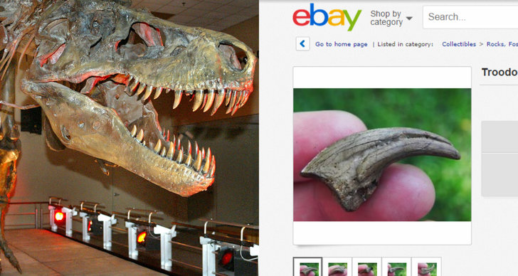 Ebay, Fossil, Jurassic World, Dinosaurier, Skelett
