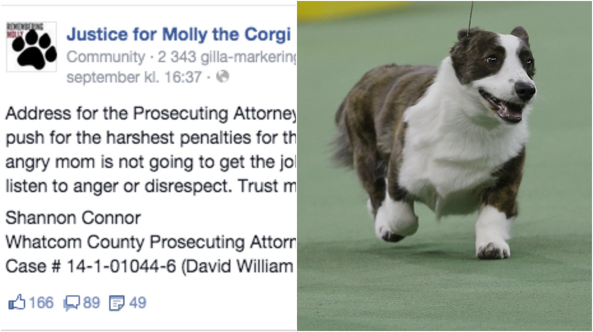 Nu vill facebookgruppen att mannen som sköt hunden ska straffas – hårt. 