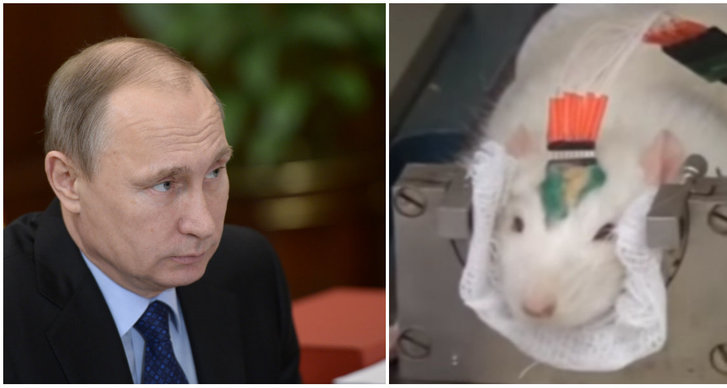 Vladimir Putin, Cyborg, Forskning, Råttor, Ryssland