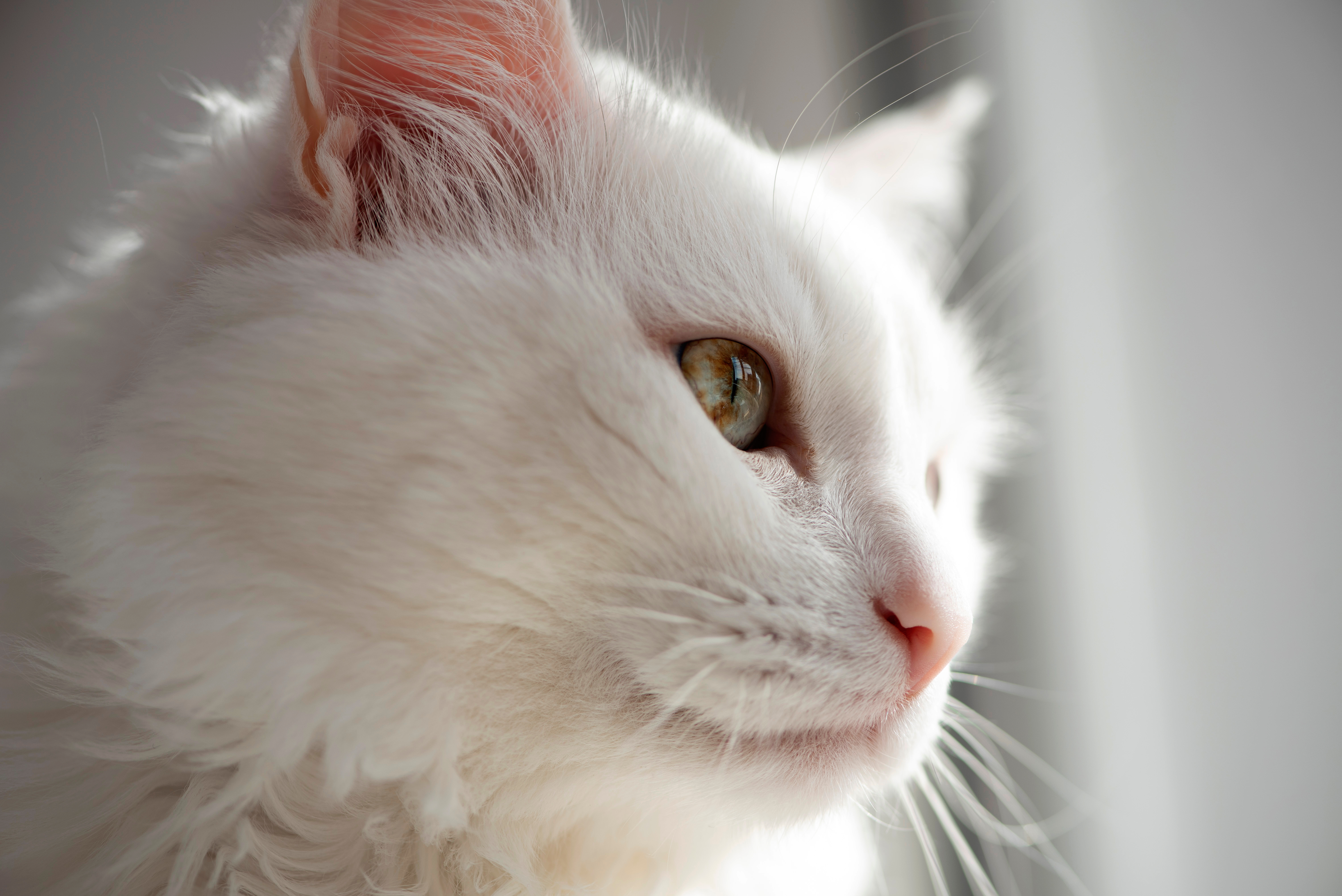 Katt Katt