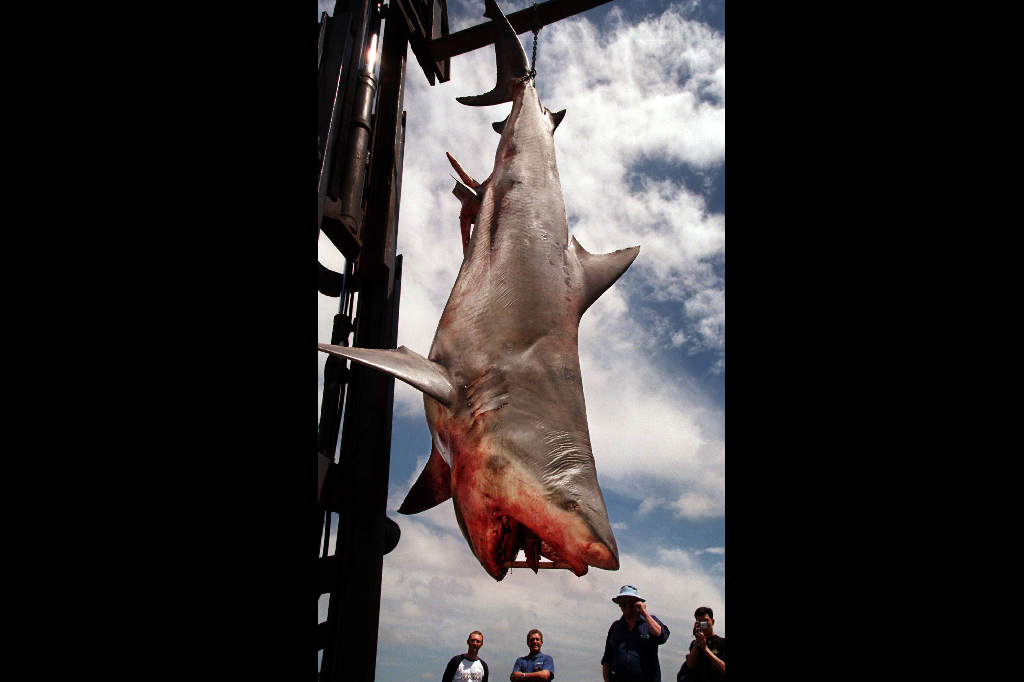 En 3,5 meter lång haj fångades i Australien 1999.