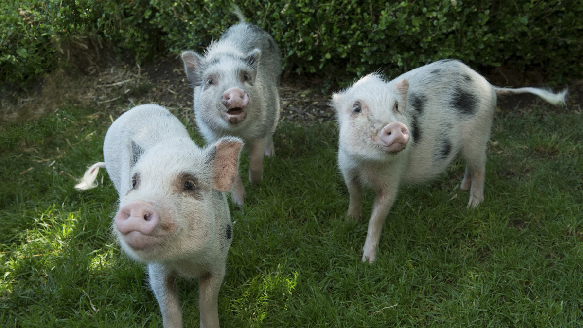 Fem djurättsdebattörer vill införa köttskatt.
