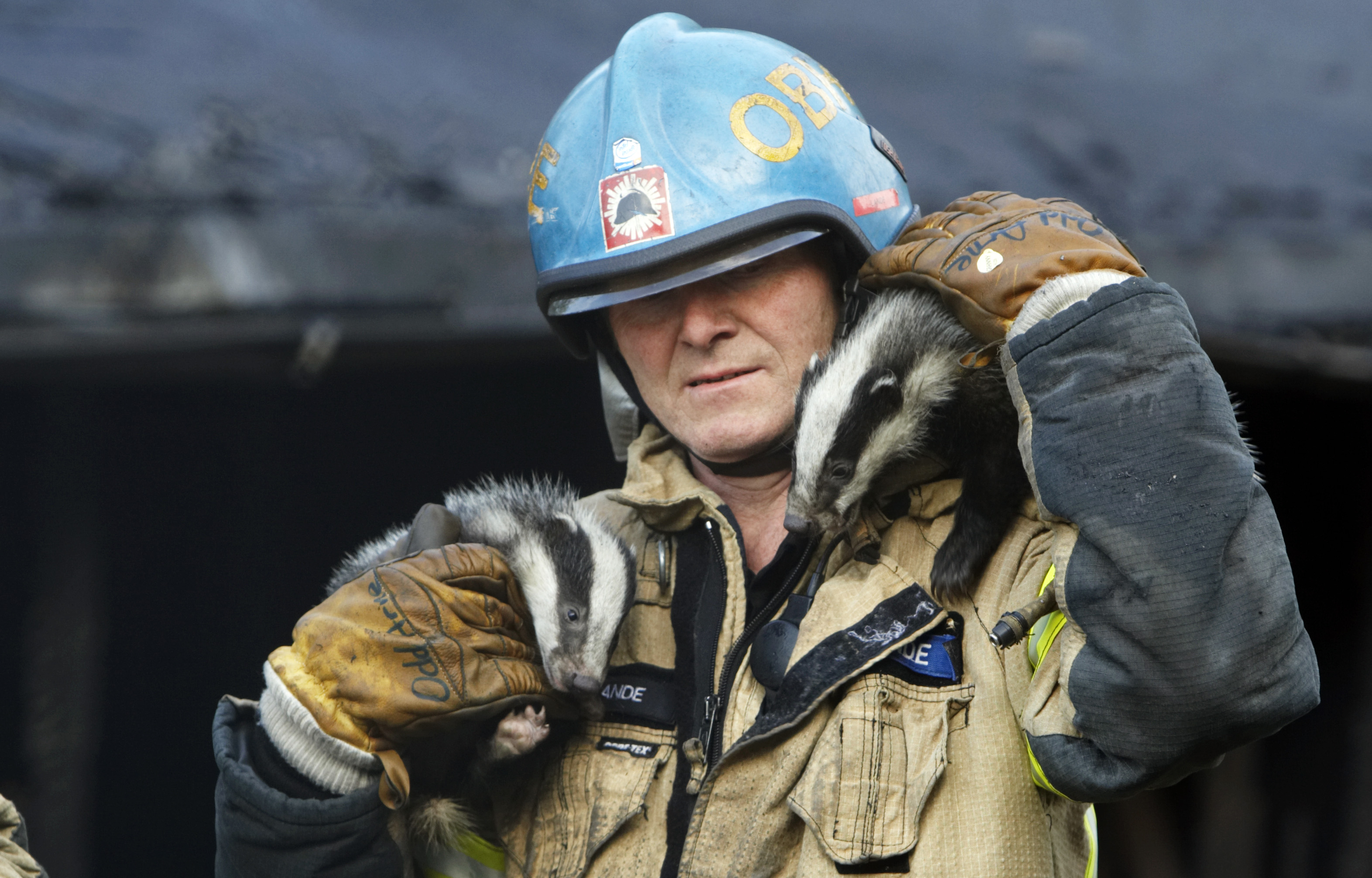 Norsk brandman räddar grävlingsungar.