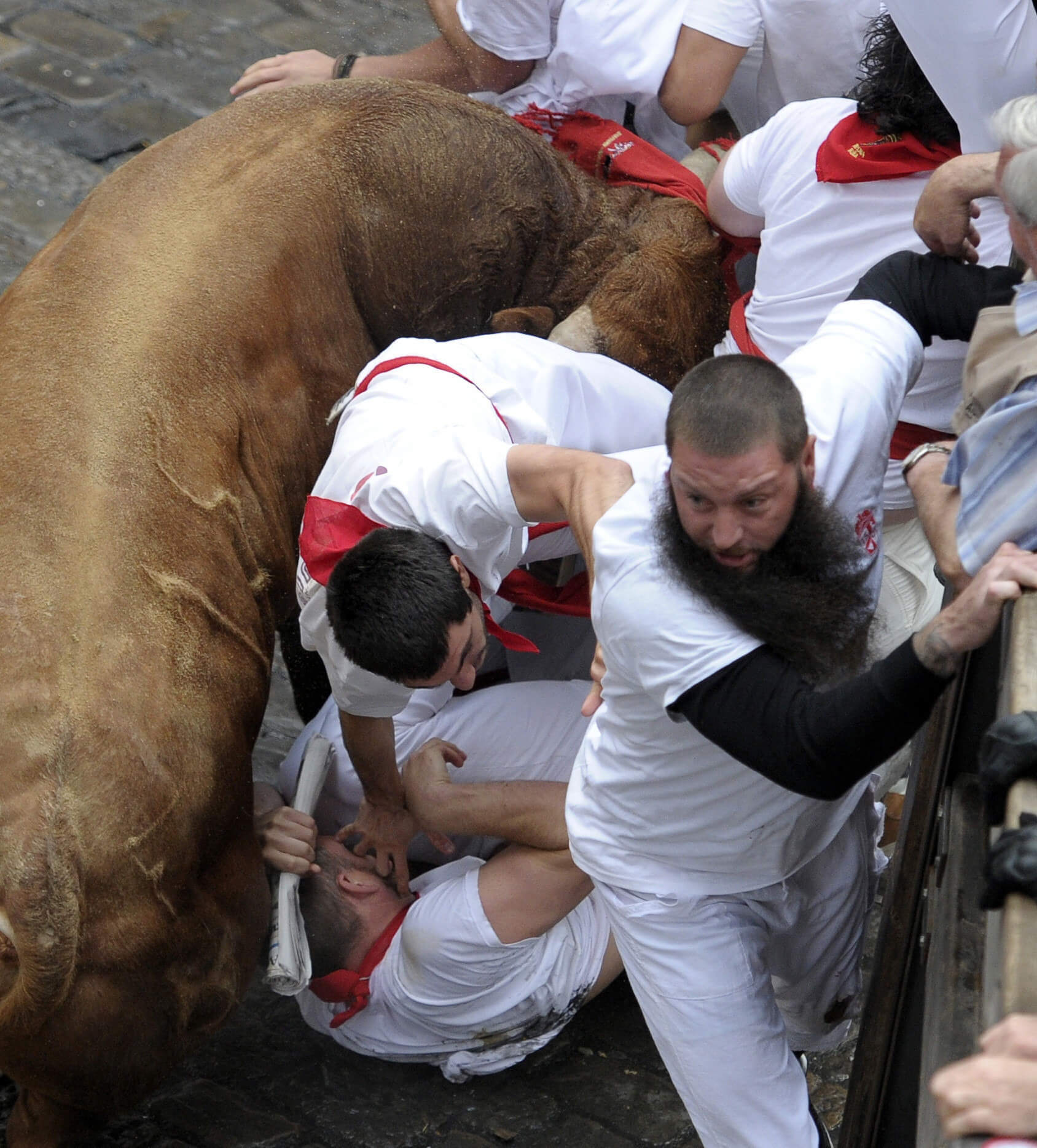 Tjurarna som springer är samma tjurar som valts ut till tjurfäktningarna.