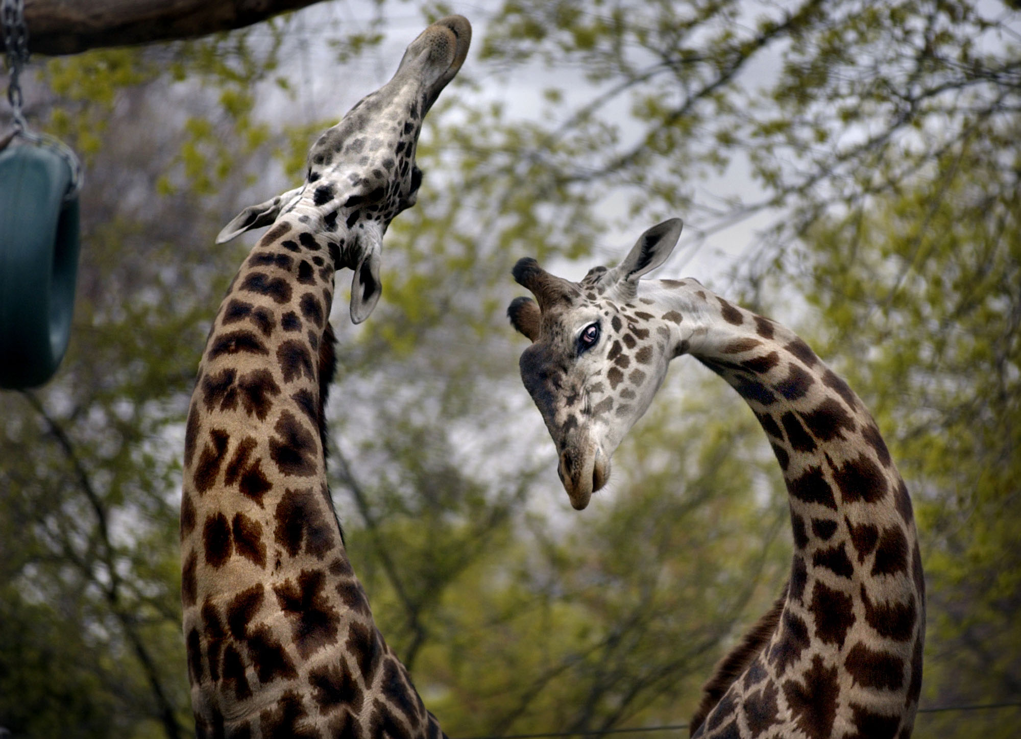 Merike Engelbrecht, 25, sparkades ihjäl av en giraffhona i Sydafrika.