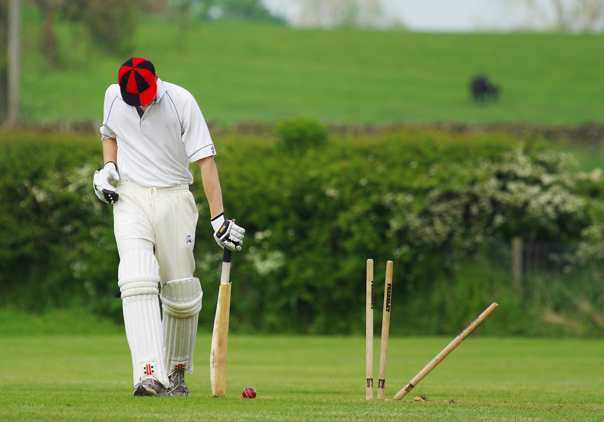 Cricket på ett grönt fält. Cricket på ett grönt fält.