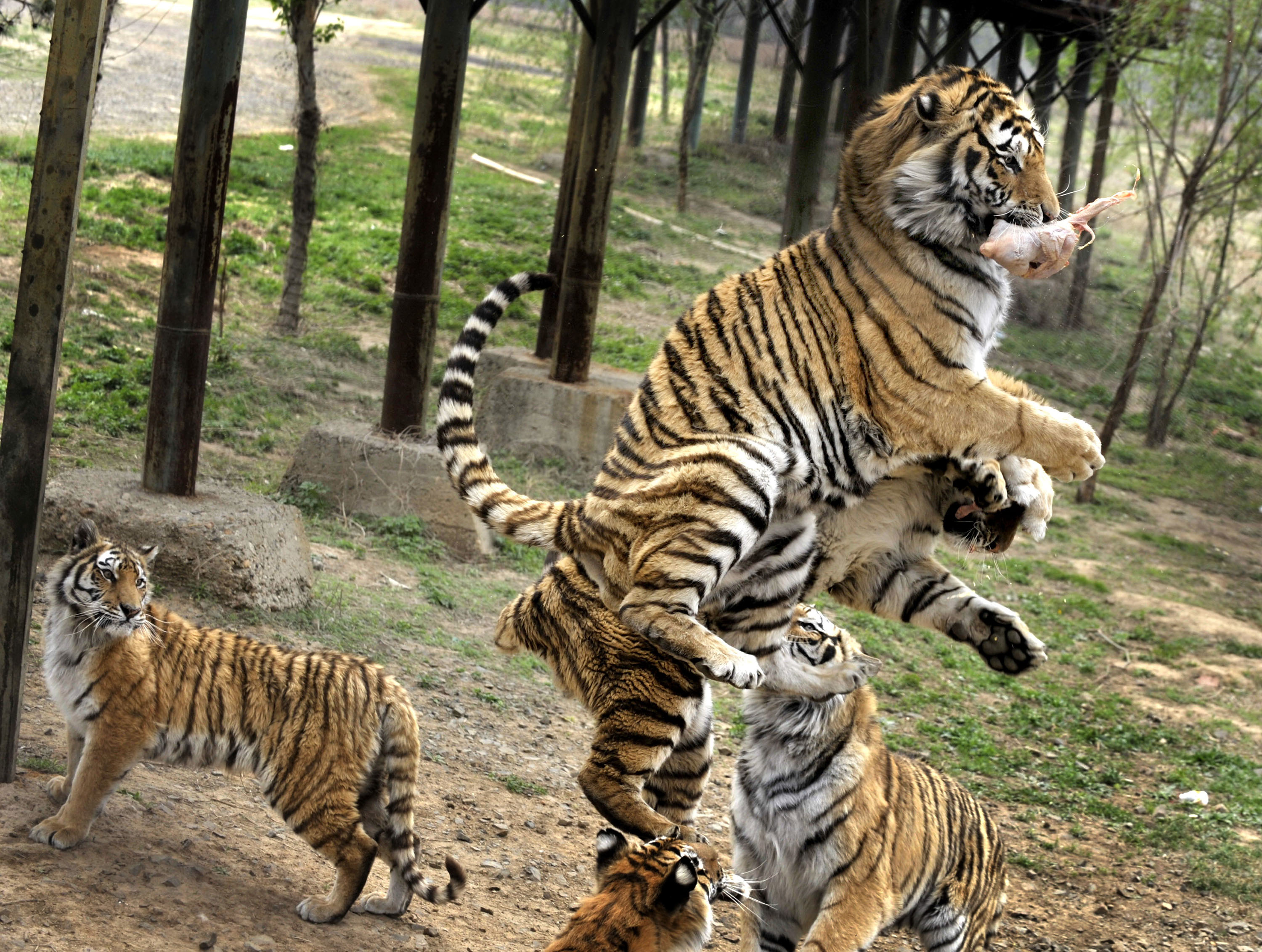Tigrar, Tiger, Brott och straff, Zoo, Kina