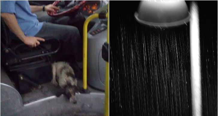 Hund, argentina, Hjälte, Buss, regn, Rädda